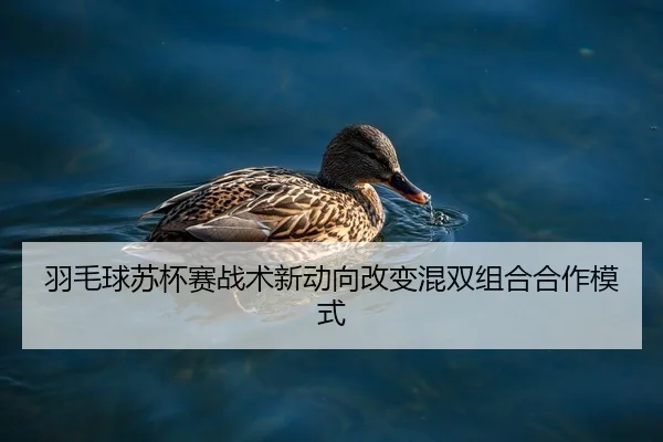 yu-mao-qiu-su-bei-sai-zhan-shu-xin-dong-xiang-gai-bian-hun-shuang-zu-he-he-zuo-mo-shi-2-952.jpg